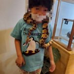 モフアニマルカフェ「マークイズ福岡ももち店」のボールニシキヘビの画像